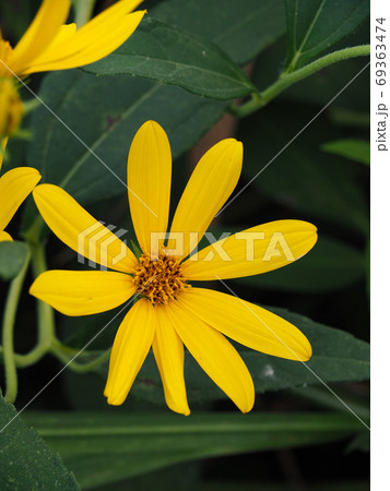 キクイモ 69363474