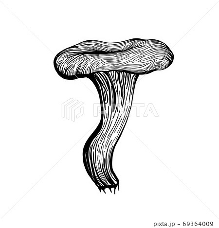 Mushroom chanterelle. Forest autumn mushrooms Mushroom chanterelle. Forest autumn mushrooms 69364009