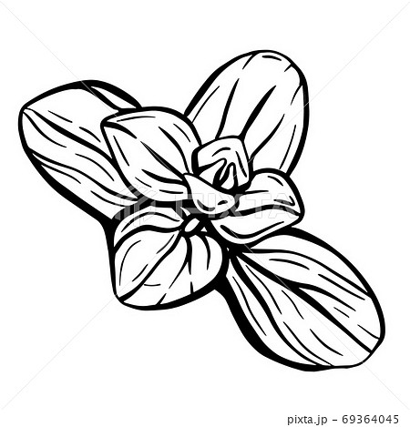 Marjoram or Basil leaves Marjoram or Basil leaves 69364045