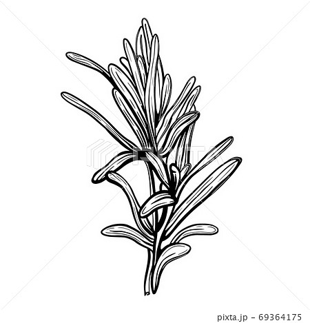 Rosemary Rosemary Is A Spicy Spiceのイラスト素材