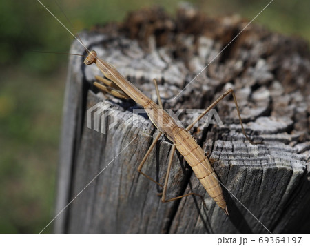 カマキリの幼虫 69364197