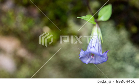 ツルリンドウの花 69364456