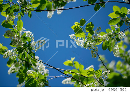 Branch of flowering bird cherry in white flowers Branch of flowering bird cherry in white flowers 69364592