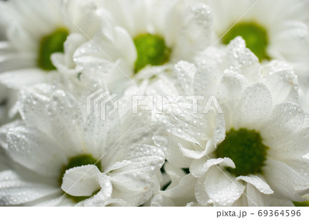 Wet chrysanthemum macro photo 69364596