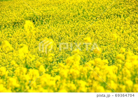 【兵庫県 淡路市】一面の菜の花畑 69364704