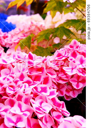 【兵庫県 加西市】鮮やかピンクのあじさいの花束 69364706