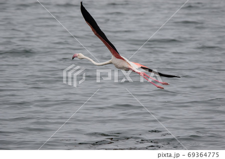 Lonaly pink famingo with long legs and yellow eyes escapes and takes off from danger in cold ocean water. Namibia Lonaly pink famingo with long legs and yellow eyes escapes and takes off from danger in cold ocean water. Namibia 69364775