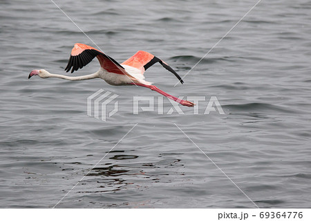 Lonaly pink famingo with long legs and yellow eyes escapes and takes off from danger in cold ocean water. Namibia 69364776