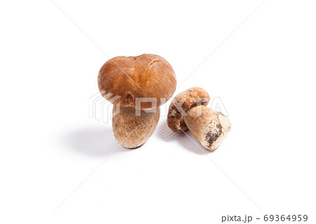 Two porcini mushroom known as boletus edulis isolated on white b Two porcini mushroom known as boletus edulis isolated on white b 69364959
