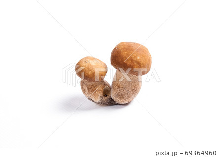 Double porcini mushrooms known as boletus edulis isolated on whi Double porcini mushrooms known as boletus edulis isolated on whi 69364960