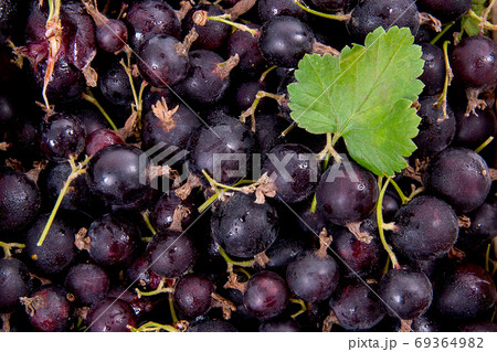 Black currant with green leaf as background.. 69364982