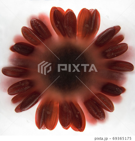 Frozen flower of Gerbera Frozen flower of Gerbera 69365175