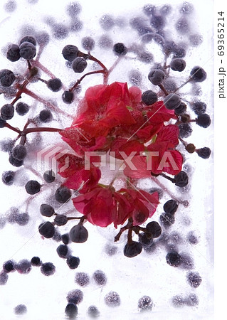 Frozen   flower of   geranium and berry 69365214