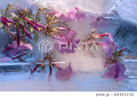Frozen   flower of   phlox 69365216