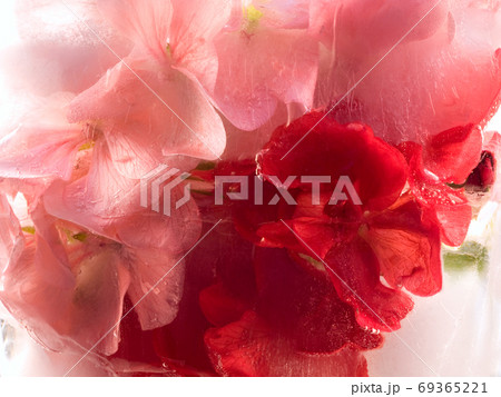 Frozen   flower of   geranium 69365221