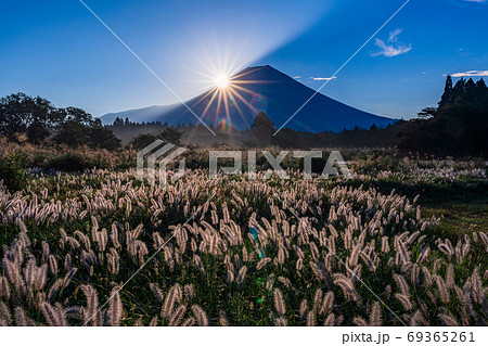 (静岡県)朝霧高原のチカラシバと、富士山腹のダイヤモンド (静岡県)朝霧高原のチカラシバと、富士山腹のダイヤモンド 69365261