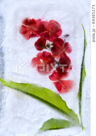 Frozen   flower of   geranium 69365273
