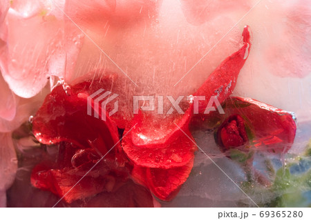Frozen   flower of   geranium 69365280