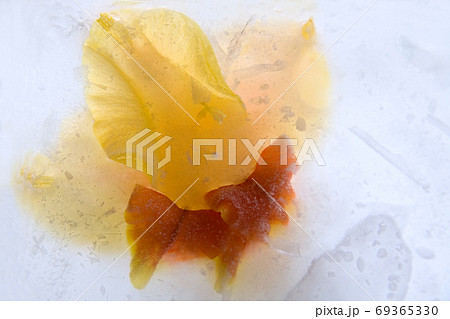 Frozen   flower of   gladiolus 69365330