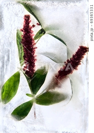 Frozen   flower of   knotgrass 69365331