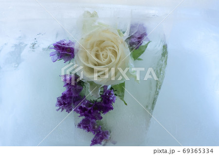 Frozen   flower of   rose 69365334