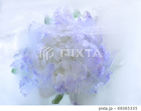 Frozen   flower of   aster 69365335