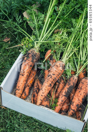 harvest of ripe carrots collected and lies to a cardboard box 69365344