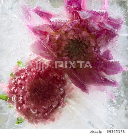 Frozen   flower of   georgina 69365378