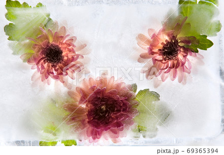 Frozen flower of chrysanthemum Frozen flower of chrysanthemum 69365394