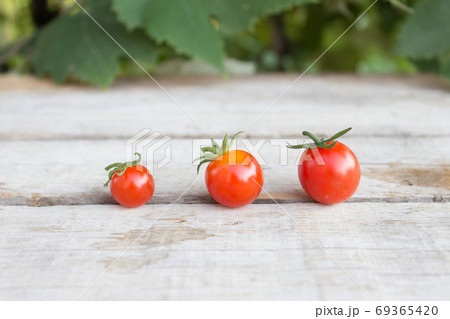 Cherry tomato, small tomatoes on wooden background Cherry tomato, small tomatoes on wooden background 69365420