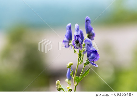 トリカブトの花の写真素材