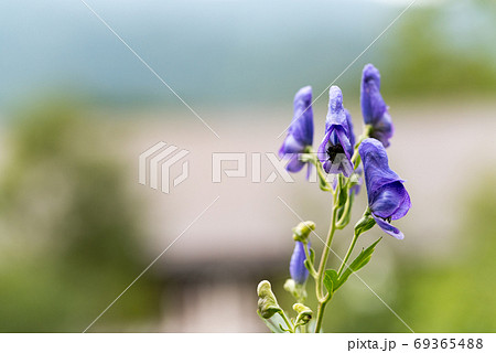 トリカブトの花の写真素材