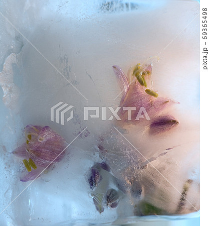 Frozen   flower of   freesia 69365498