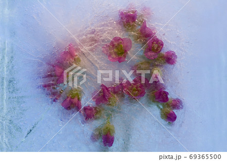 Frozen   flower of       bergenia 69365500