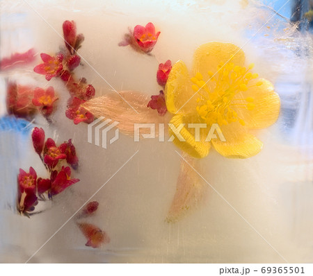 Frozen   flower of       aquilegia 69365501