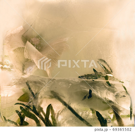 Frozen flower of chrysanthemum Frozen flower of chrysanthemum 69365502