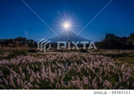 （静岡県）逆光で輝く朝霧高原のチカラシバ、富士山 69365521