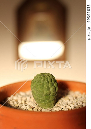 多肉植物　ラリレアキア　仏頭玉 69365858