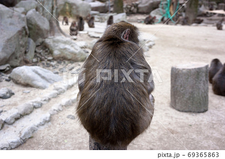 高崎山の背中を見せるニホンザルの写真素材