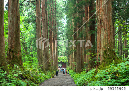 《長野県》戸隠・参道の杉並木 《長野県》戸隠・参道の杉並木 69365996