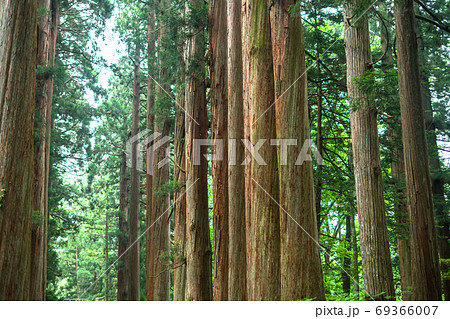 《長野県》戸隠・参道の杉並木 《長野県》戸隠・参道の杉並木 69366007
