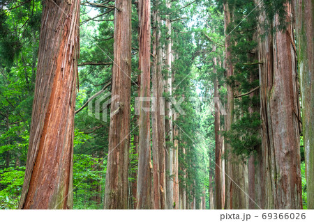 《長野県》戸隠・参道の杉並木 《長野県》戸隠・参道の杉並木 69366026