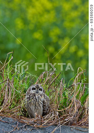 菜の花をバックにくつろぐコミミズク 69366059