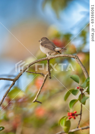 かわいい小鳥オジロビタキ 69366061