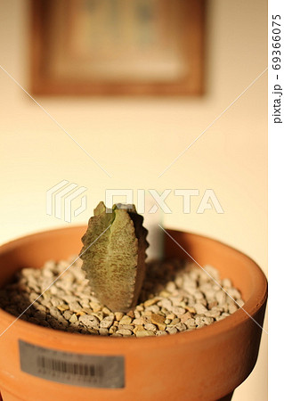 多肉植物　クラサ　ホワイトスロアネア 69366075