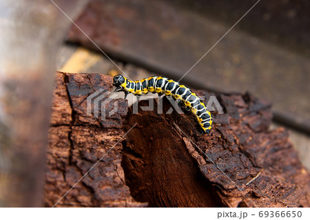 Beautiful black and yellow caterpillar creeps on piece of old br Beautiful black and yellow caterpillar creeps on piece of old br 69366650