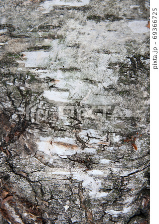 Birch bark texture as abstract background 69366725