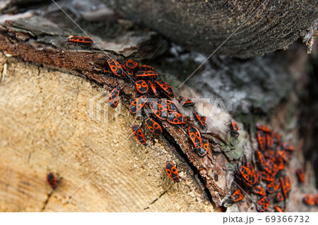 Black and red Firebug or Pyrrhocoris apterus, on a old tree trun 69366732
