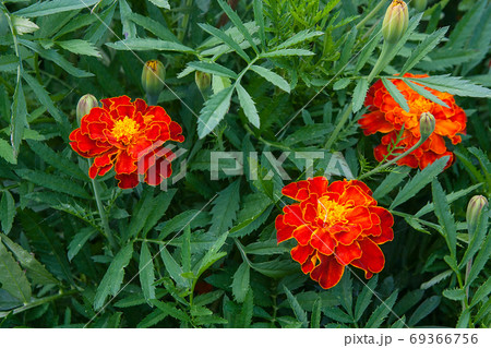 Blooming marigolds (tagetes) in the garden.. Blooming marigolds (tagetes) in the garden.. 69366756
