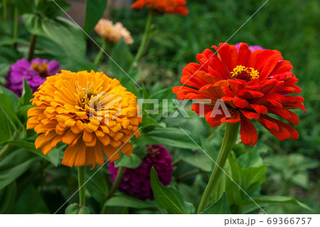 Zinnia flowers on the natural background.. 69366757